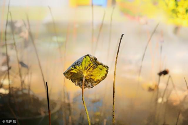 诗歌｜叶芝《莎莉花园》：愿无岁月可回首，且以深情度余生