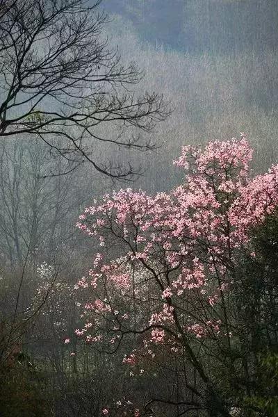 夏天，王维的诗就是那么清凉