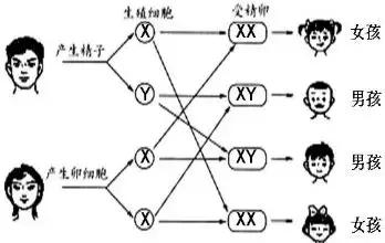 夫妻俩谁的基因决定孩子的相貌、智商和性格？