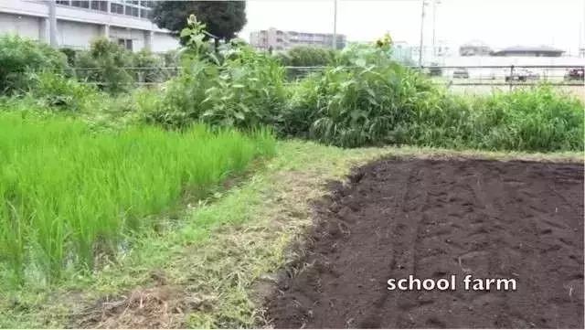 诺奖宣布！每年一个诺奖，真实的日本值得我们深思