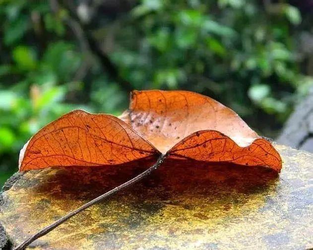 人到五十五，会有这五苦，熬过去余生幸福，很多人败在了第四苦