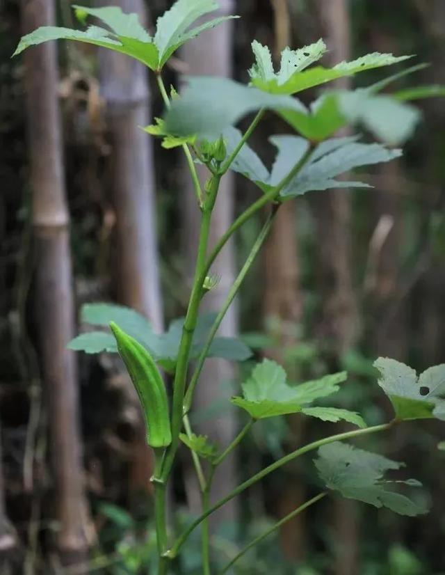 23岁踏入终南山，一处小院，一袭布衣，她的日子比小龙女还逍遥