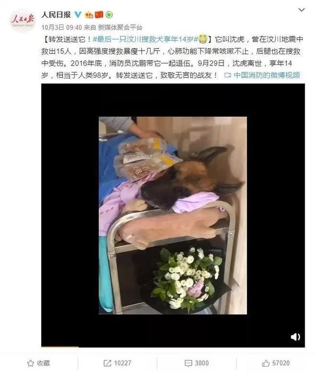 汶川地震救下15条人命的狗狗去世！网友写下3800条评论，超感人