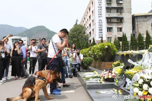 汶川地震救下15条人命的狗狗去世！网友写下3800条评论，超感人