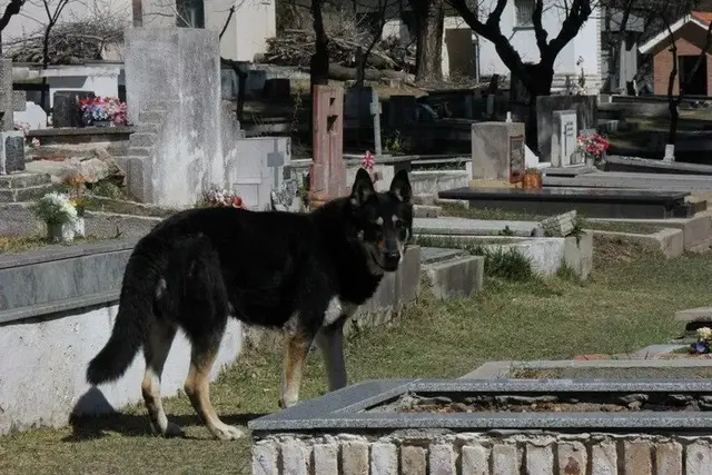 主人去世，忠犬随之一夜消失，11年后真相大白，感人！