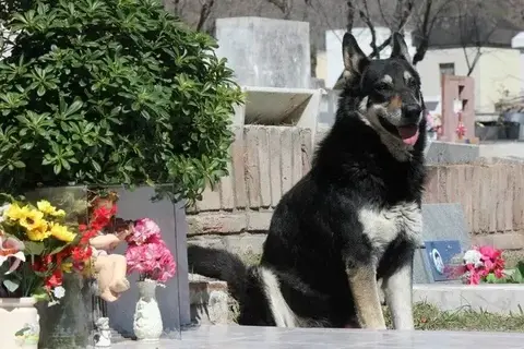 主人去世，忠犬随之一夜消失，11年后真相大白，感人！