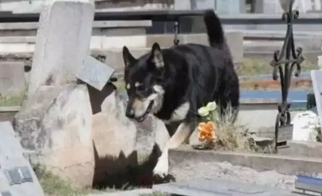 主人去世，忠犬随之一夜消失，11年后真相大白，感人！