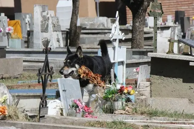 主人去世，忠犬随之一夜消失，11年后真相大白，感人！