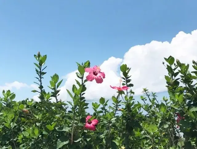 岁月虽已老，心依然可以年轻