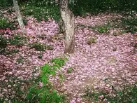 10首落花诗词：尽付芳心与蜜房