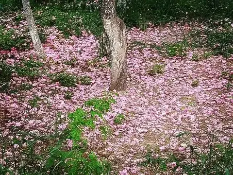 10首落花诗词：尽付芳心与蜜房