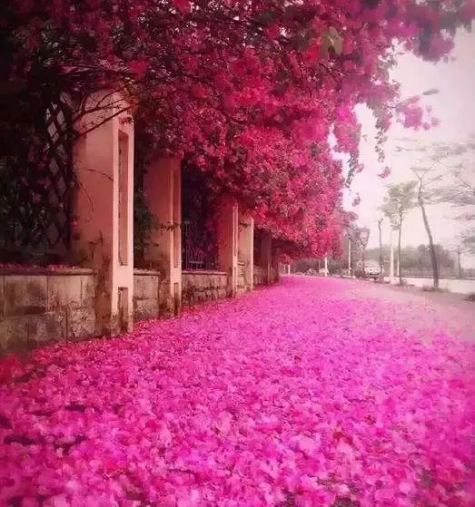 10首落花诗词：尽付芳心与蜜房