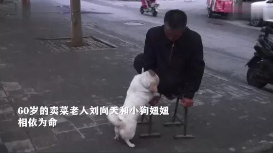 狗狗帮主人照顾菜摊，看家、看车，一人一犬相依为命