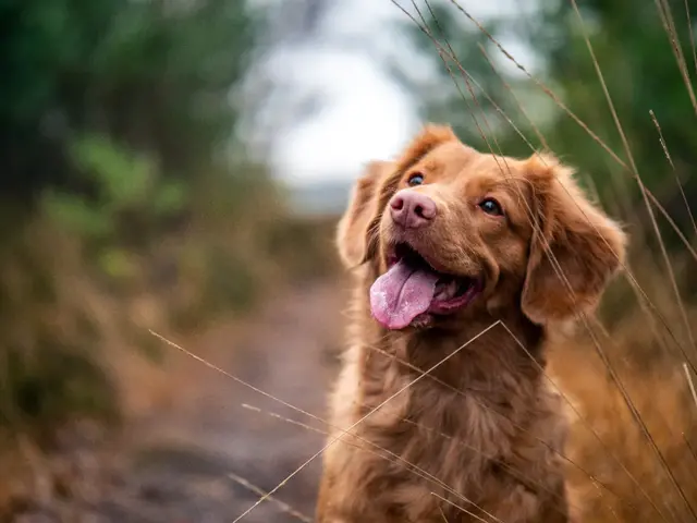 狗狗帮主人照顾菜摊，看家、看车，一人一犬相依为命