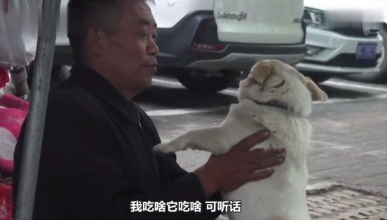 狗狗帮主人照顾菜摊，看家、看车，一人一犬相依为命