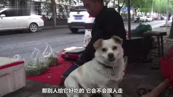 狗狗帮主人照顾菜摊，看家、看车，一人一犬相依为命