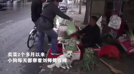 狗狗帮主人照顾菜摊，看家、看车，一人一犬相依为命