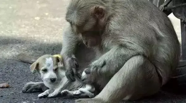 爱无界，一只猴子收养了一只小流浪犬