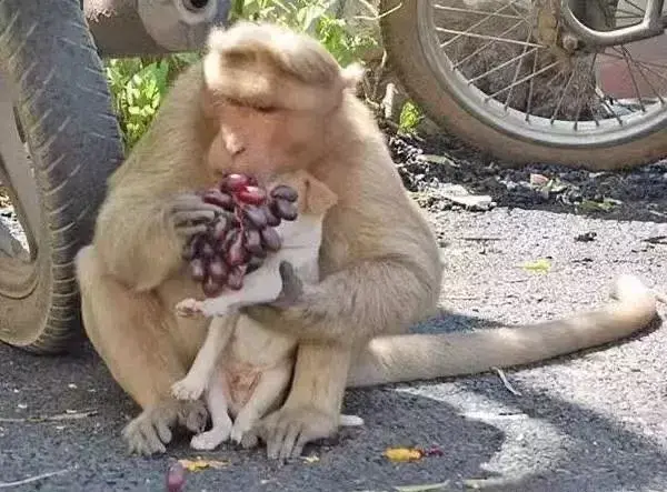 爱无界，一只猴子收养了一只小流浪犬