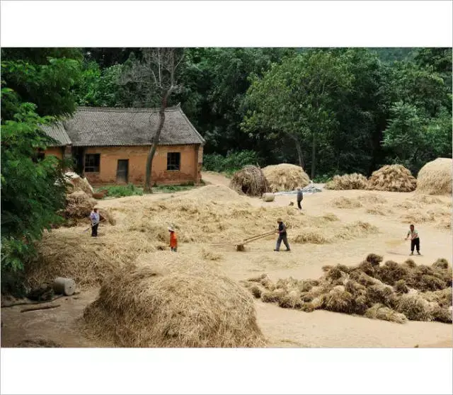 小时候农村收麦子的场景(多少人的回忆)