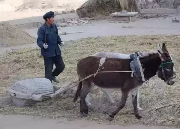 小时候农村收麦子的场景(多少人的回忆)