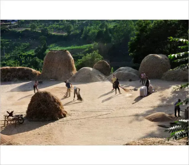 小时候农村收麦子的场景(多少人的回忆)