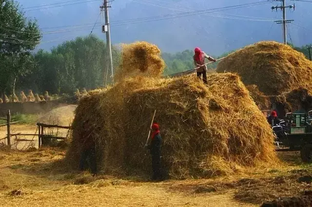 小时候农村收麦子的场景(多少人的回忆)