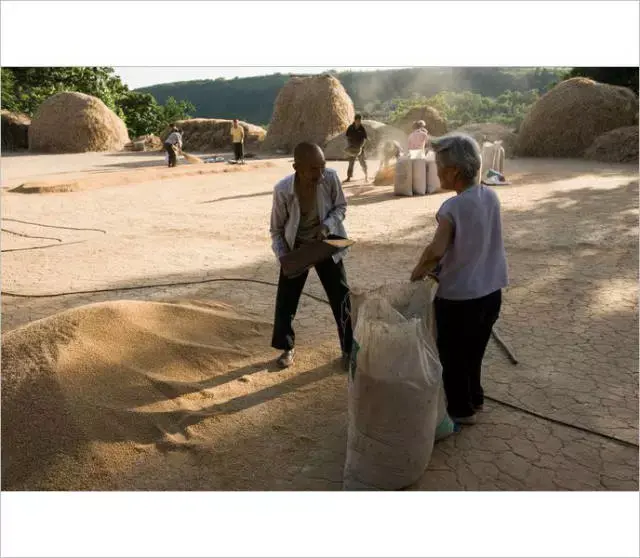 小时候农村收麦子的场景(多少人的回忆)