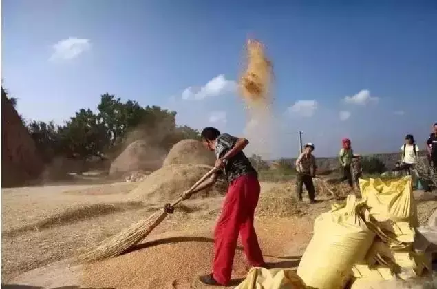 小时候农村收麦子的场景(多少人的回忆)