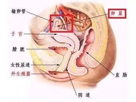 七旬丈夫为“美容”花掉576万！妻子崩溃：人搞成了这副样子