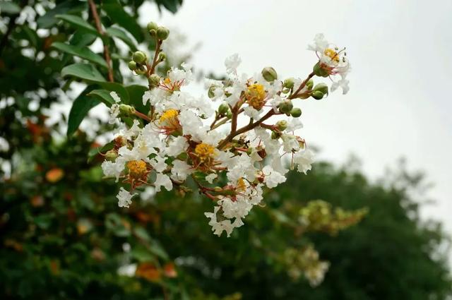 忙里偷闲消酷暑，六位名家笔下的夏天