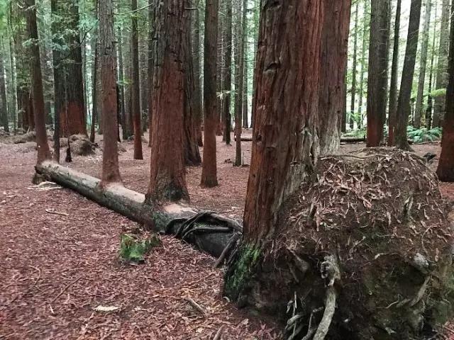 20棵不想死的树，或许这就是生命，总会自己找到出路