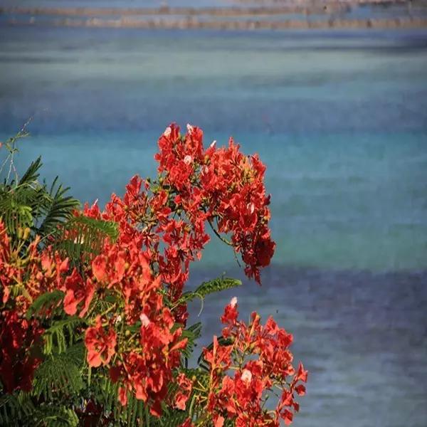 曾国藩诗10首：倚天照海花无数，流水高山心自知