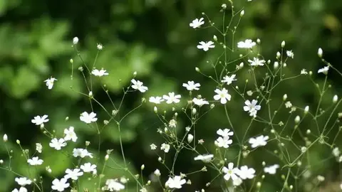 顾城100首诗歌名句：我需要，最狂的风和最静的海