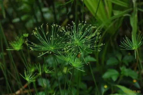 顾城100首诗歌名句：我需要，最狂的风和最静的海