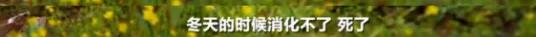 遍地避孕套、卫生巾的西藏，背后的根源令人恶心