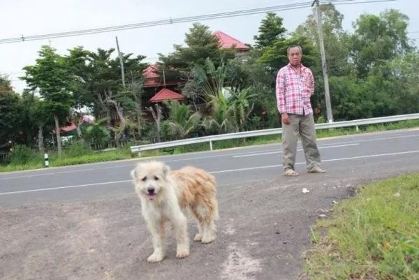 忠犬被迫流浪4年，再见主人后它却转身离去，故事令人泪目