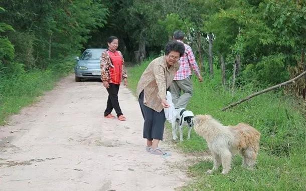 忠犬被迫流浪4年，再见主人后它却转身离去，故事令人泪目