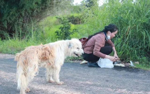 忠犬被迫流浪4年，再见主人后它却转身离去，故事令人泪目