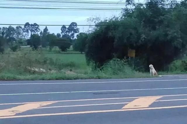 忠犬被迫流浪4年，再见主人后它却转身离去，故事令人泪目