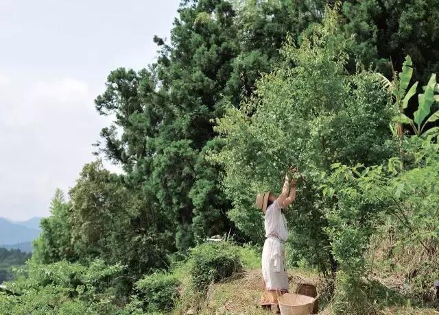 六旬夫妻归隐田园，20年没买衣服，与泥土为伴，引无数人神往