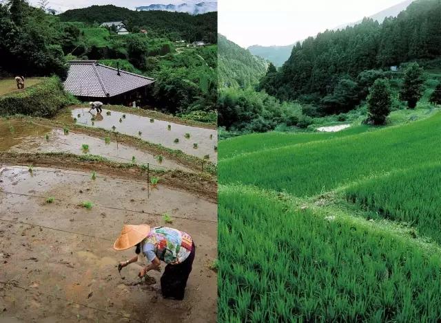 六旬夫妻归隐田园，20年没买衣服，与泥土为伴，引无数人神往