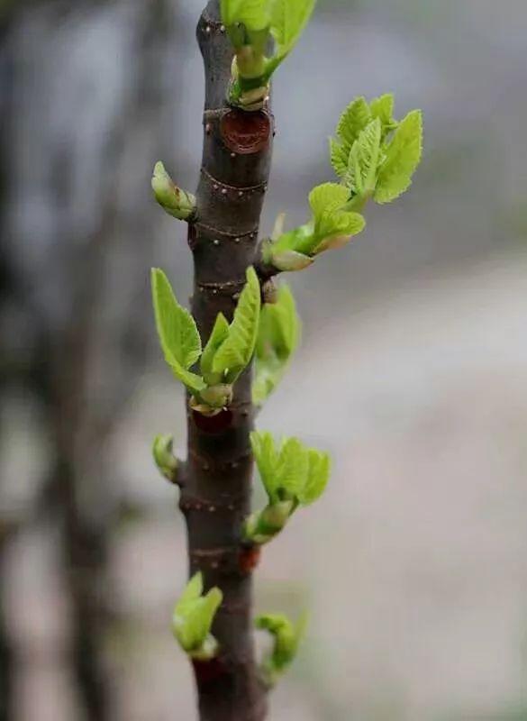 余生，不妨做棵小草