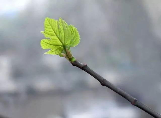 余生，不妨做棵小草