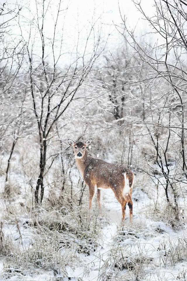 晚来天欲雪，能饮一杯无？100句关于雪的诗词，收藏了！